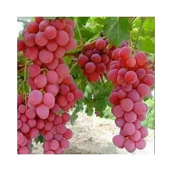 WINOGRON czerwony szczepiony odporny na mróz - sadzonki 60 / 80 cm